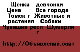 Щенки - девчонки › Цена ­ 2 - Все города, Томск г. Животные и растения » Собаки   . Чувашия респ.,Шумерля г.